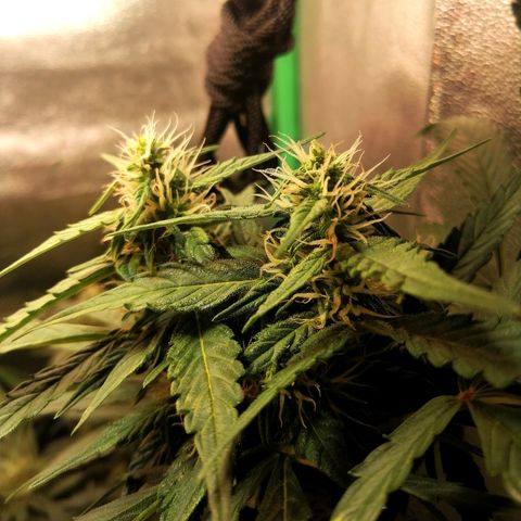 Ute growlog timeline photo