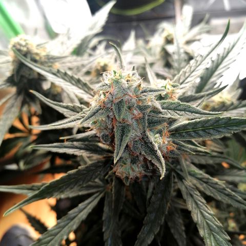 Elli growlog timeline photo