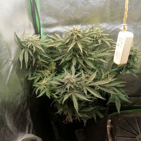 Cinderella growlog timeline photo