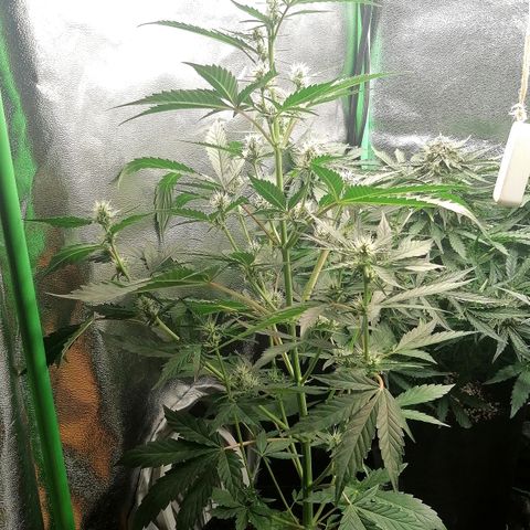 Anna growlog timeline photo