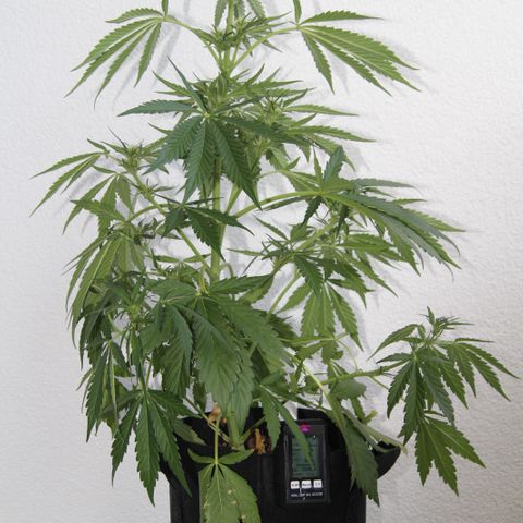 Anna growlog timeline photo