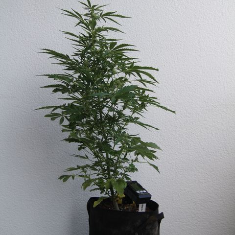 Waltraud growlog timeline photo