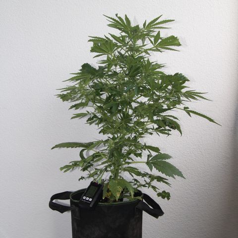 Jule growlog timeline photo