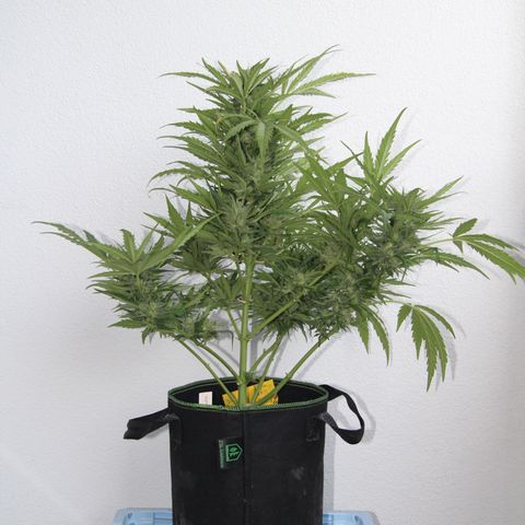 Ida growlog timeline photo