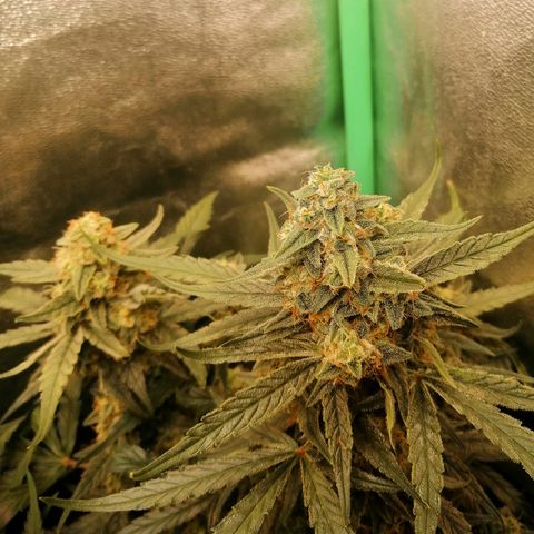 Elli growlog timeline photo
