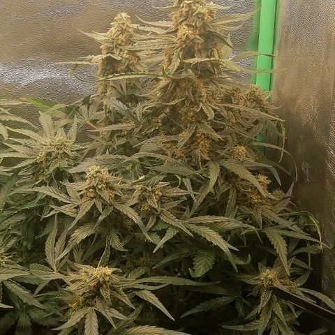 Elli growlog timeline photo
