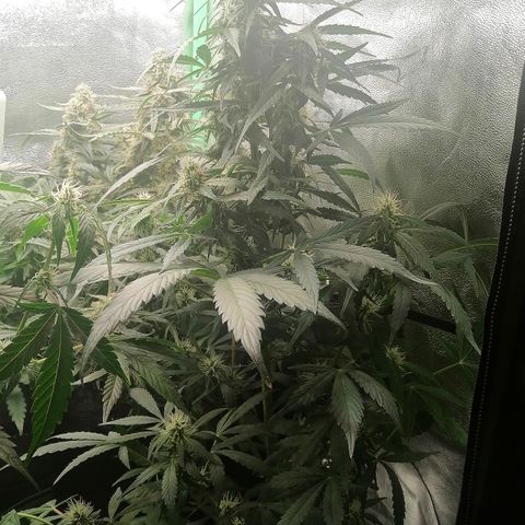 Ute growlog timeline photo