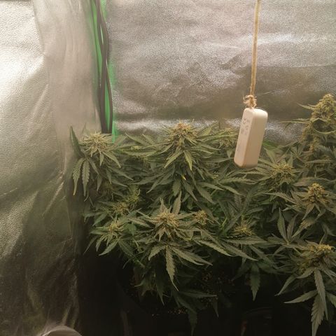 Cinderella growlog timeline photo