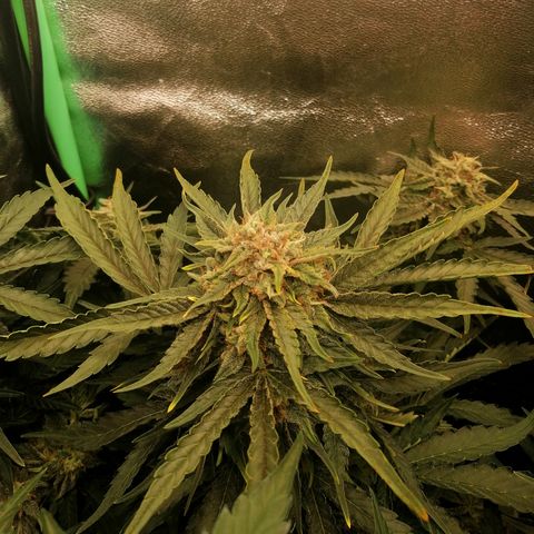 Cinderella growlog timeline photo