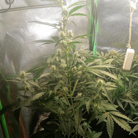 Anna growlog timeline photo
