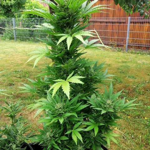 Susanne growlog timeline photo