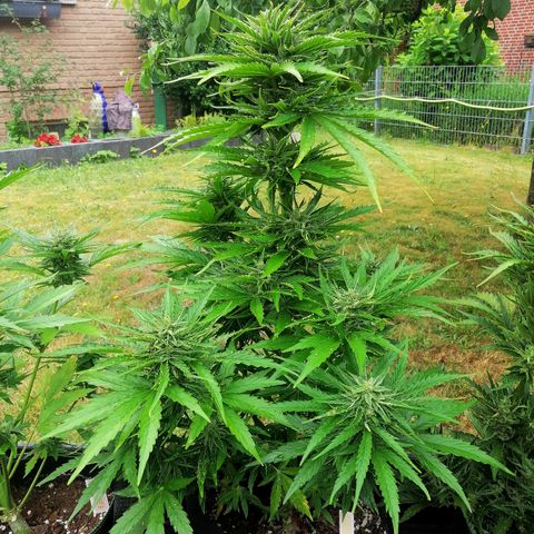 Bärbel growlog timeline photo