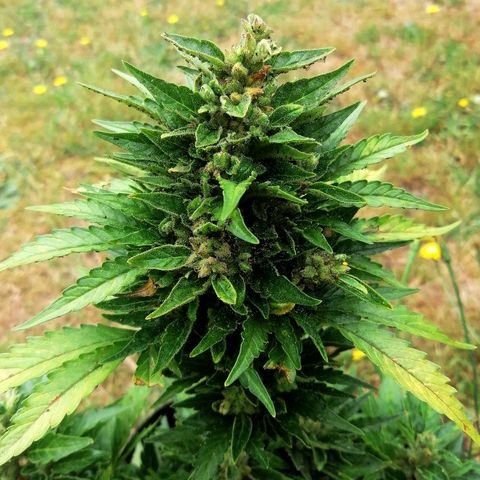 Julia growlog timeline photo
