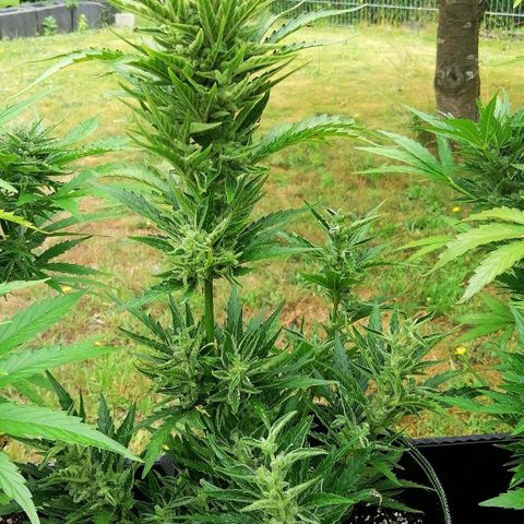 Julia growlog timeline photo