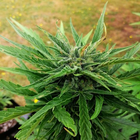 Elli growlog timeline photo