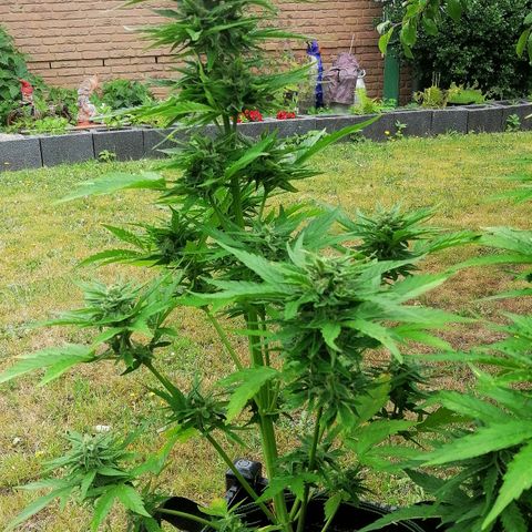 Elli growlog timeline photo