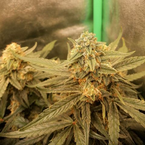 Elli growlog timeline photo