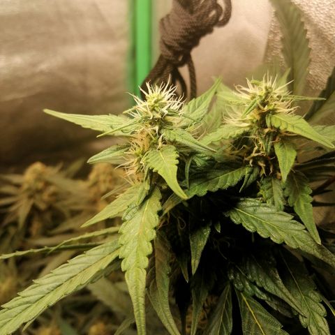 Ute growlog timeline photo