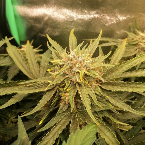 Cinderella growlog timeline photo