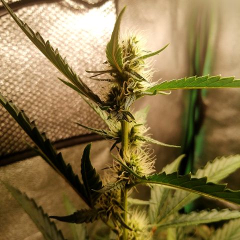 Anna growlog timeline photo