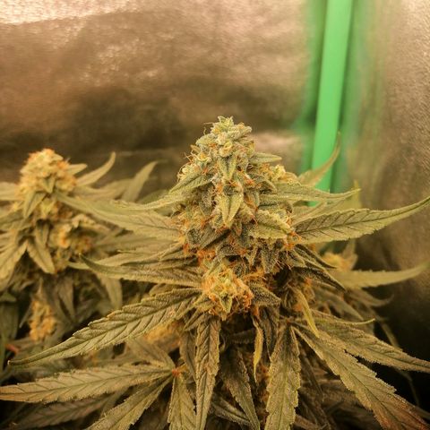 Elli growlog timeline photo