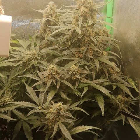 Elli growlog timeline photo