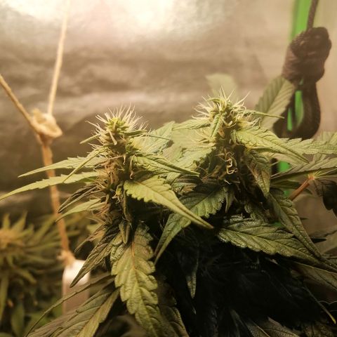 Ute growlog timeline photo