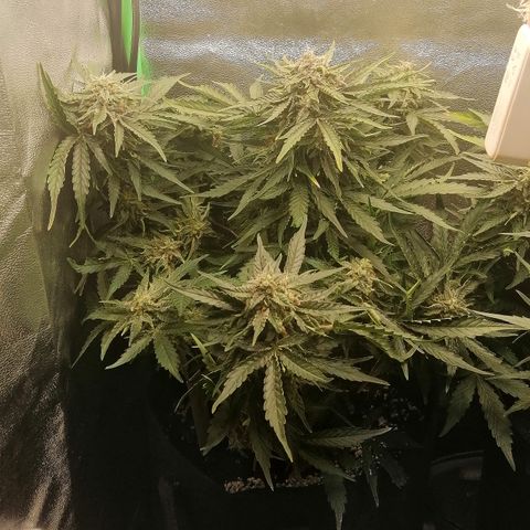 Cinderella growlog timeline photo