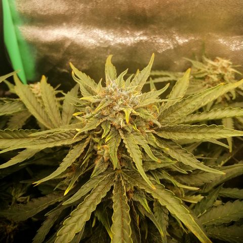 Cinderella growlog timeline photo