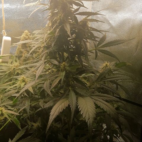 Ute growlog timeline photo