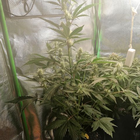 Anna growlog timeline photo