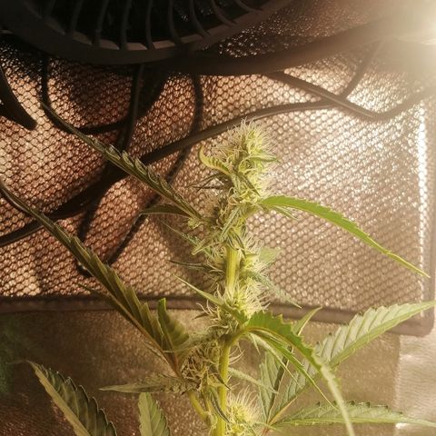 Anna growlog timeline photo