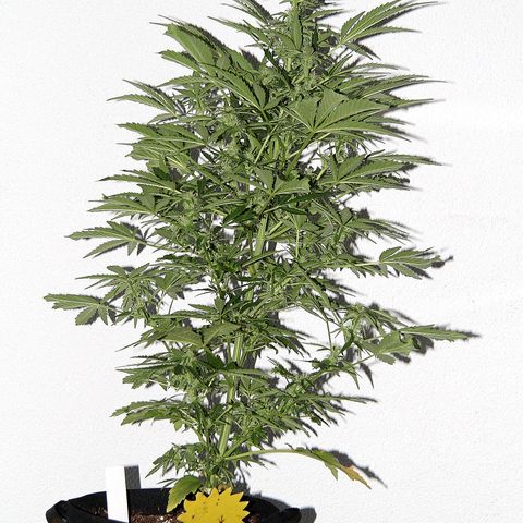 Waltraud growlog timeline photo