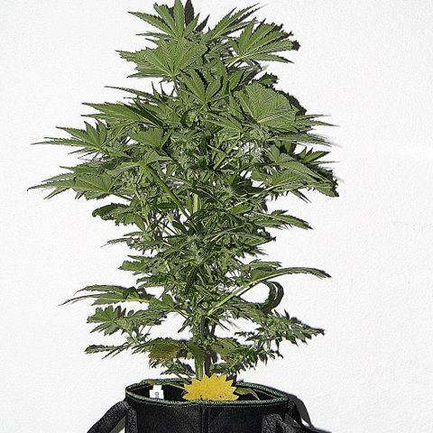 Jule growlog timeline photo