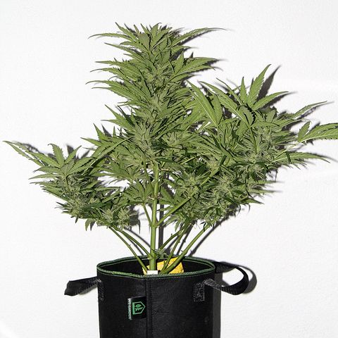 Ida growlog timeline photo