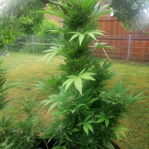 Susanne growlog timeline photo