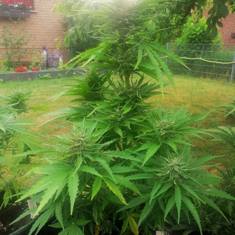 Bärbel growlog timeline photo