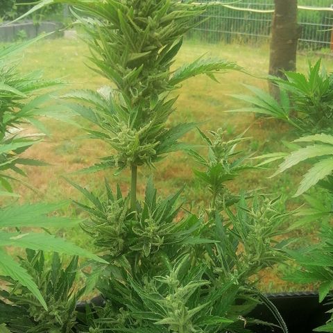 Julia growlog timeline photo