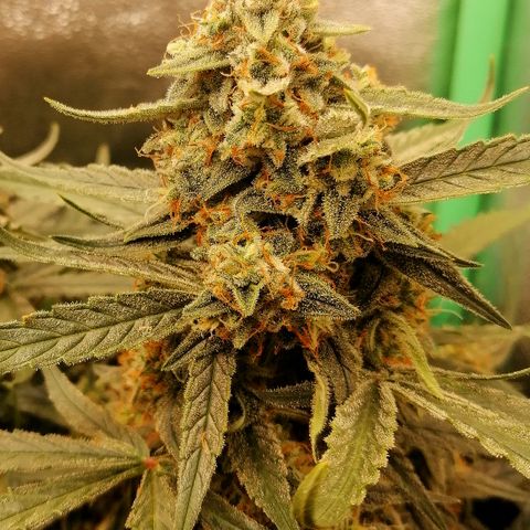 Elli growlog timeline photo