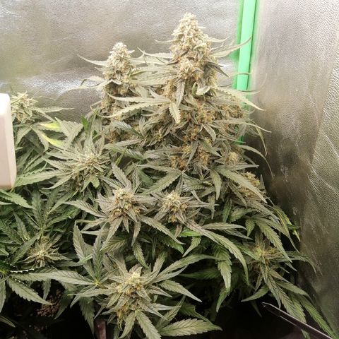 Elli growlog timeline photo