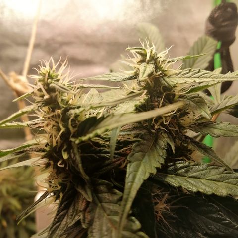 Ute growlog timeline photo
