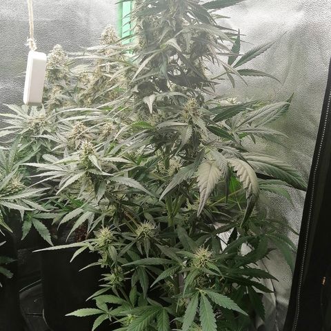 Ute growlog timeline photo