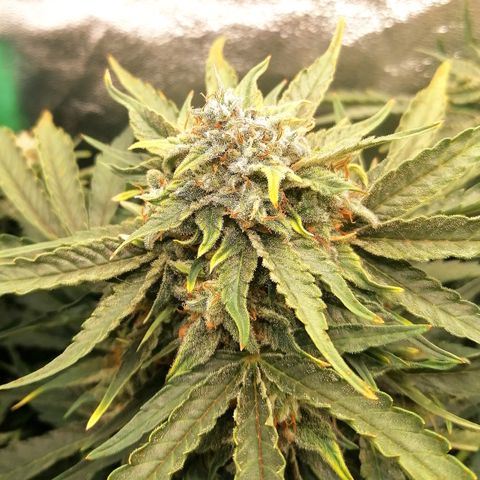 Cinderella growlog timeline photo