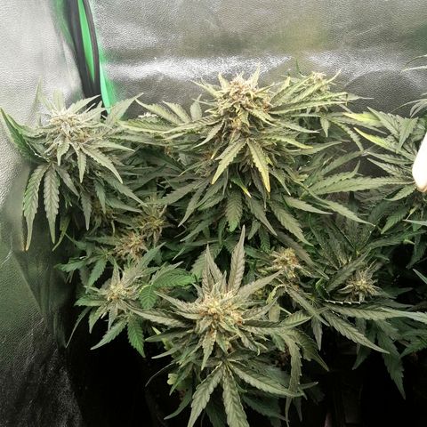 Cinderella growlog timeline photo