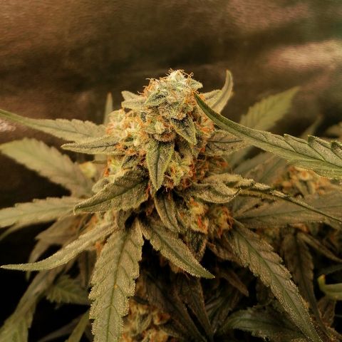 Elli growlog timeline photo