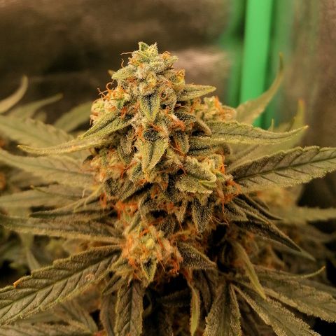 Elli growlog timeline photo