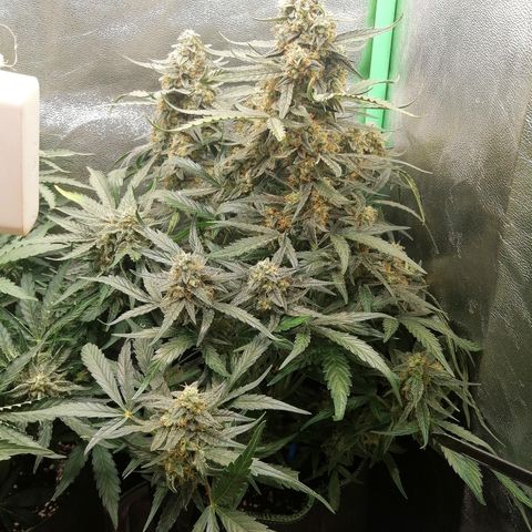 Elli growlog timeline photo