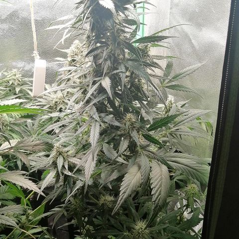 Ute growlog timeline photo