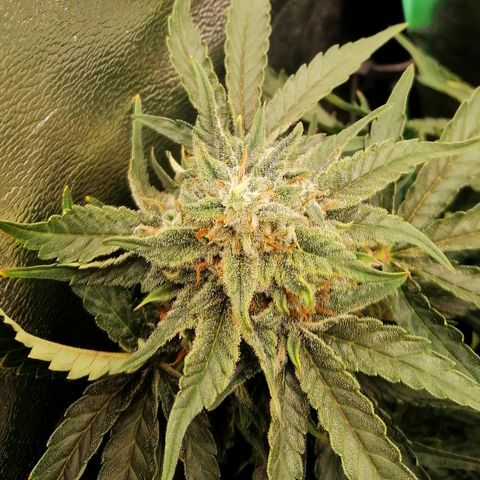 Cinderella growlog timeline photo