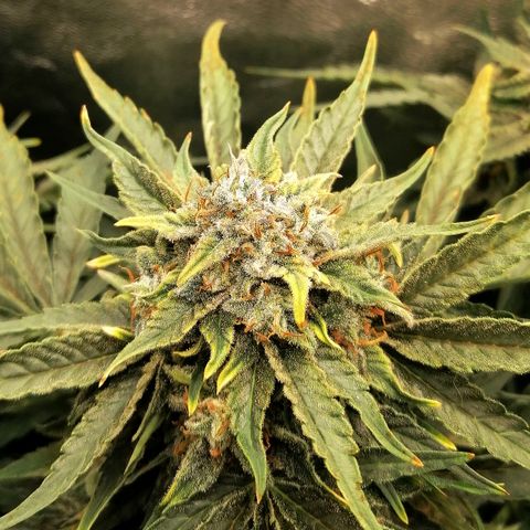 Cinderella growlog timeline photo